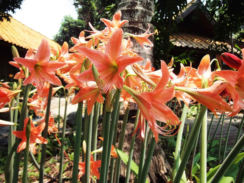 Areeya Phuree Resort Thaton Mae Ai Экстерьер фото